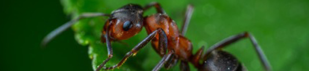 Guida: come eliminare le formiche da casa!