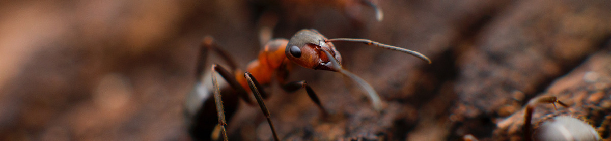 Guida: come eliminare le formiche da casa!