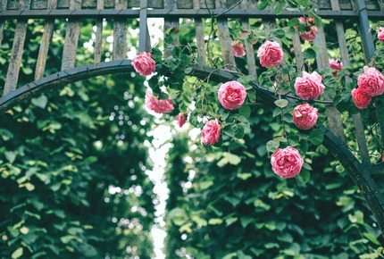 Come preparare i nostri roseti alla fioritura: la 