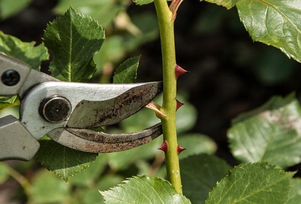 Come preparare i nostri roseti alla fioritura: la 