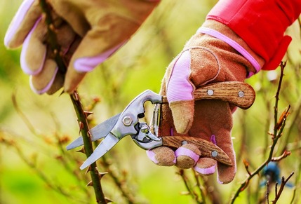 Come preparare i nostri roseti alla fioritura: la 