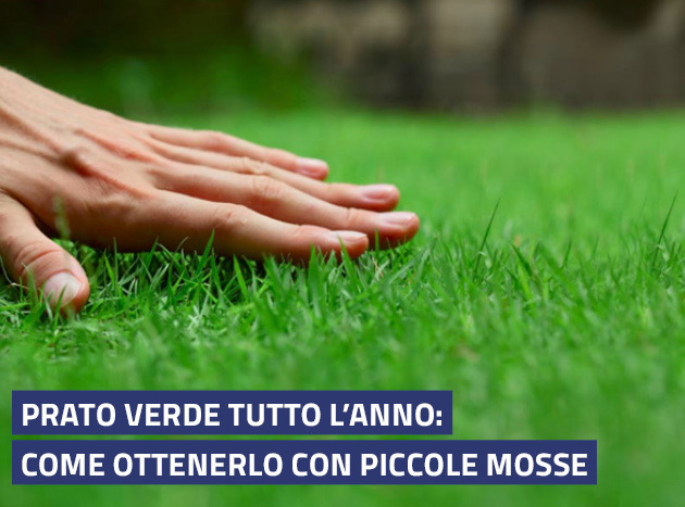 Prato verde tutto l'anno: come ottenerlo con picco