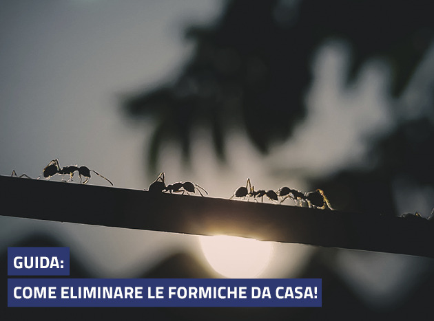 Guida: come eliminare le formiche da casa!