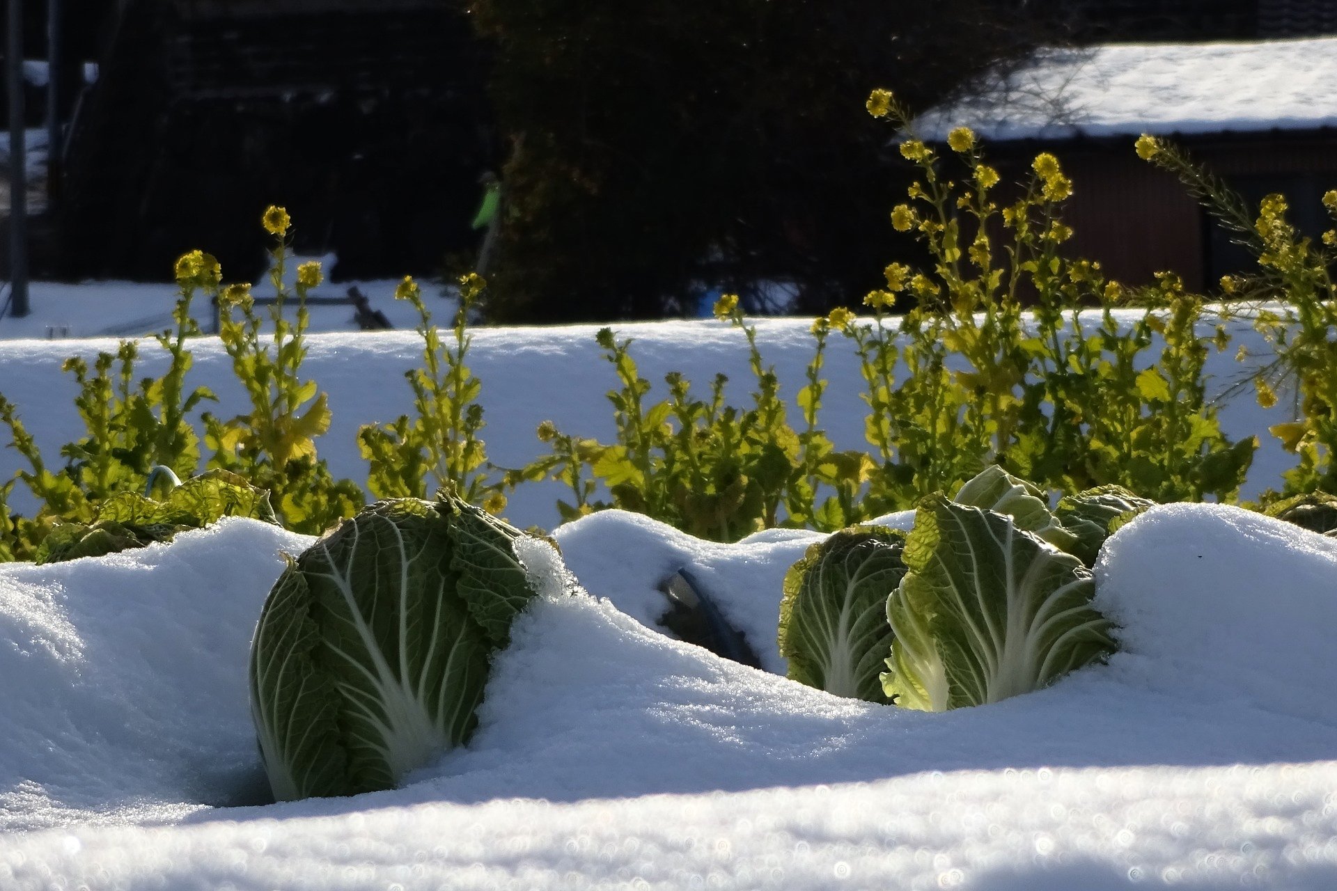 Prepara l'orto per l'inverno!