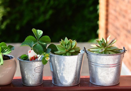 Guida: piante ideali per il balcone!
