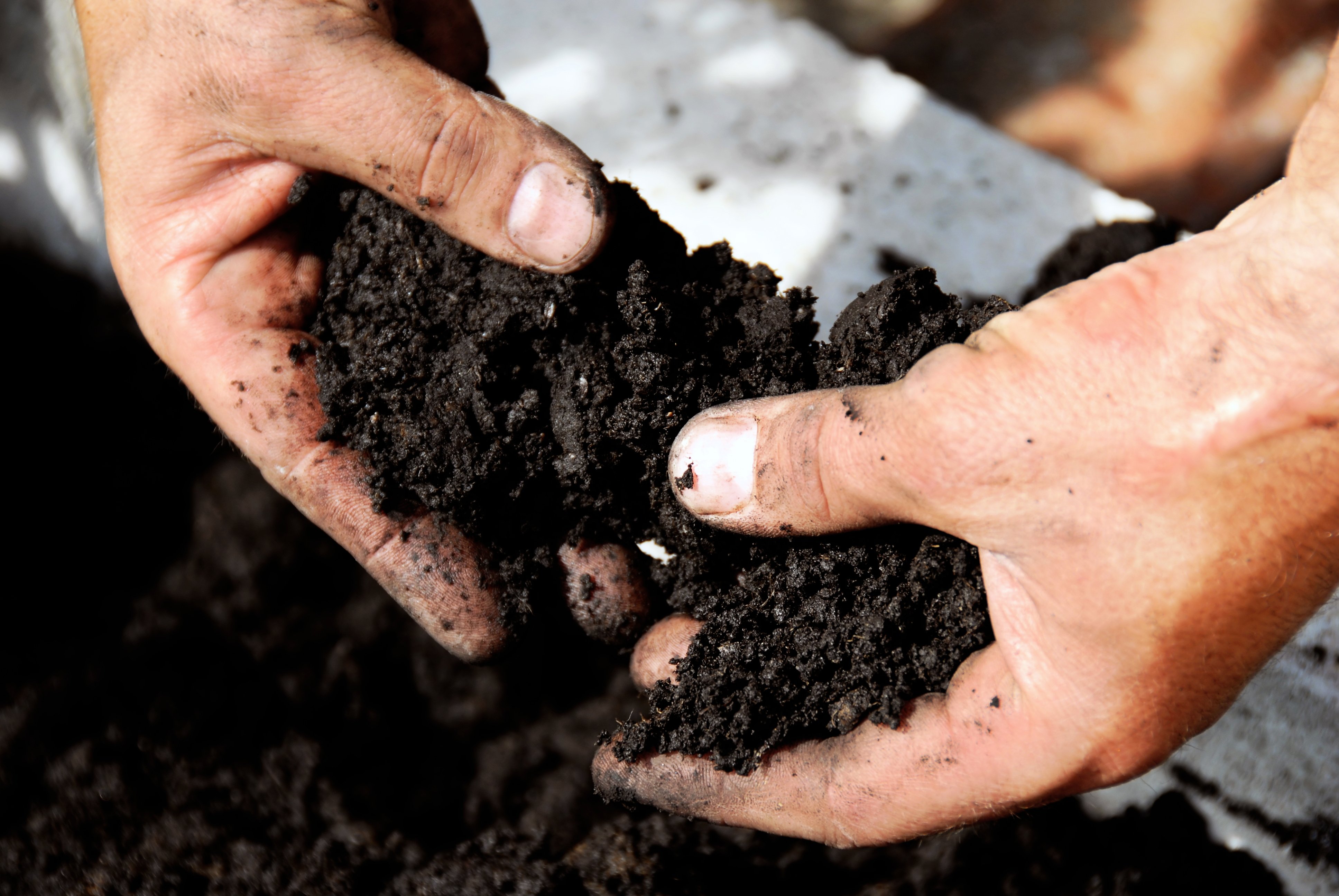 Come arricchire un terreno sabbioso!