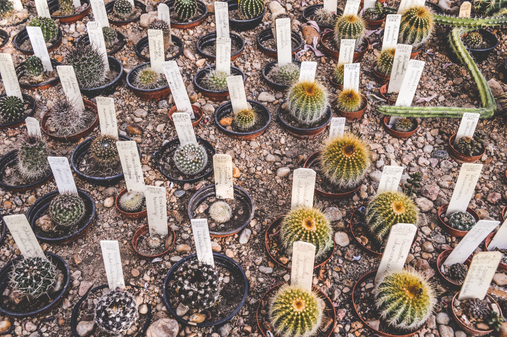 Come coltivare un cactus