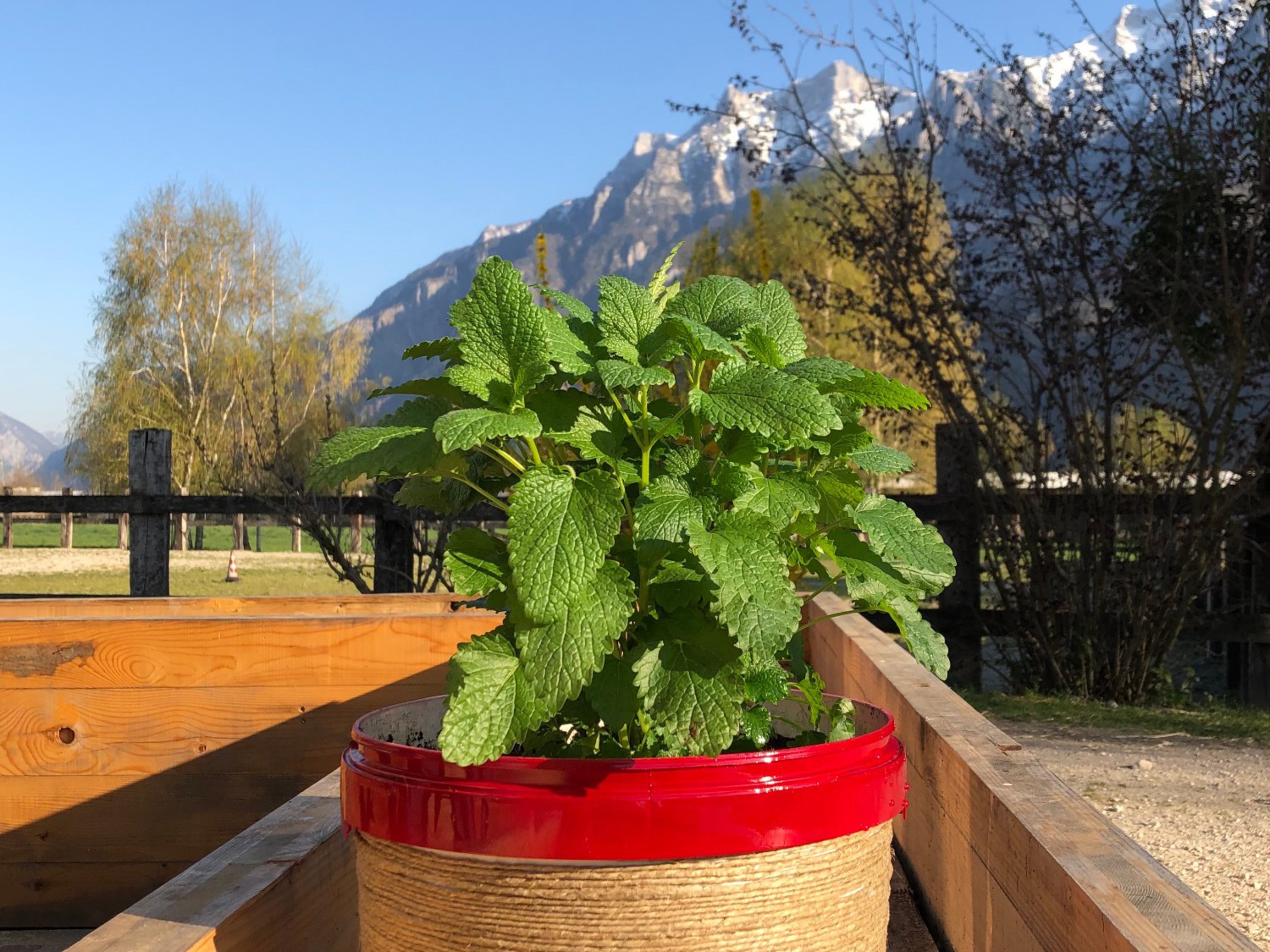 da secchio di plastica a vaso per piante