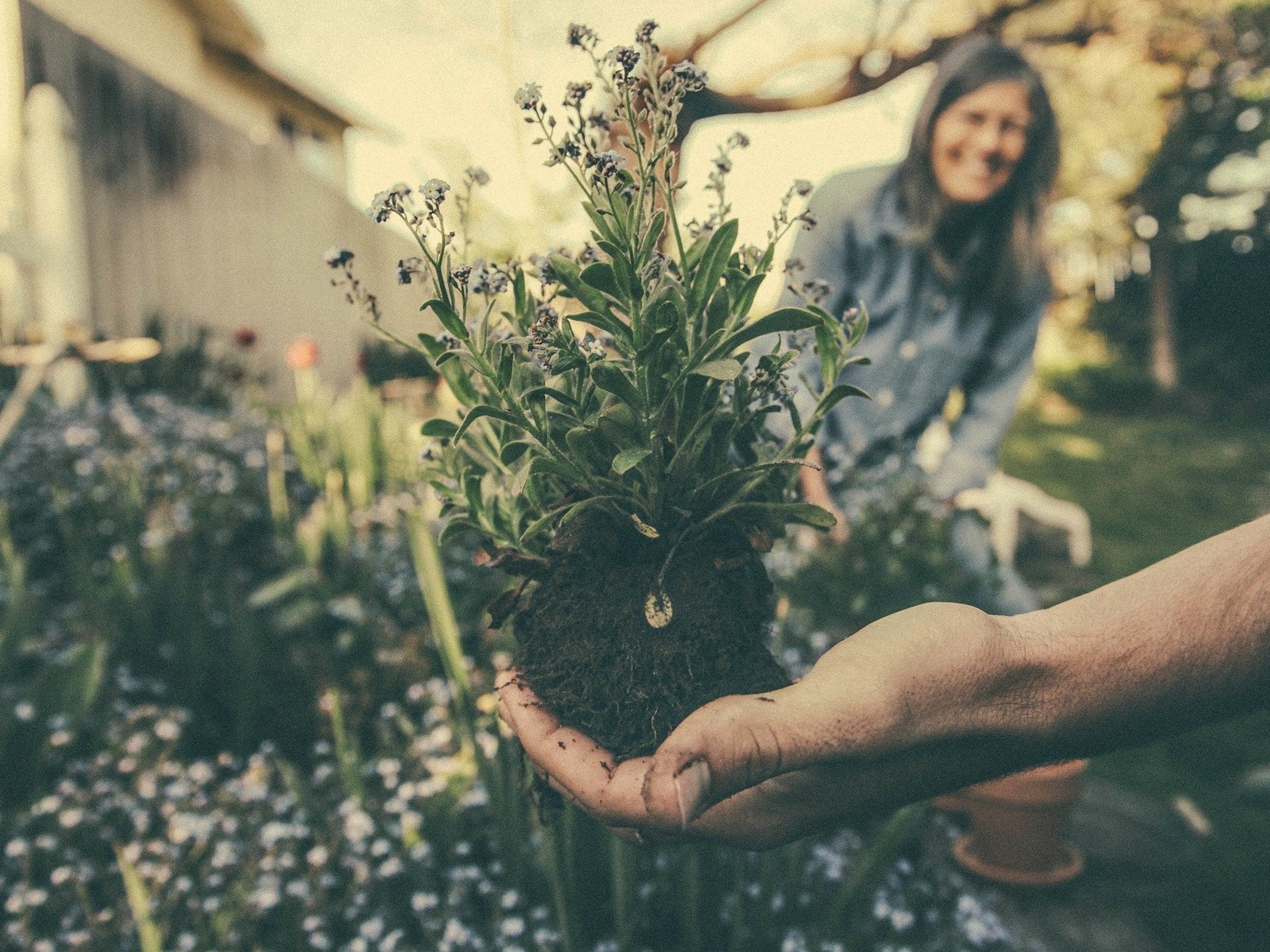 5 consigli per rinvasare piante e fiori