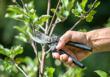 Giardino 2018: ecco cosa fare in Settembre!