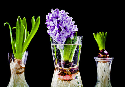 Giardino 2018: Come fai crescere un bulbo in acqua