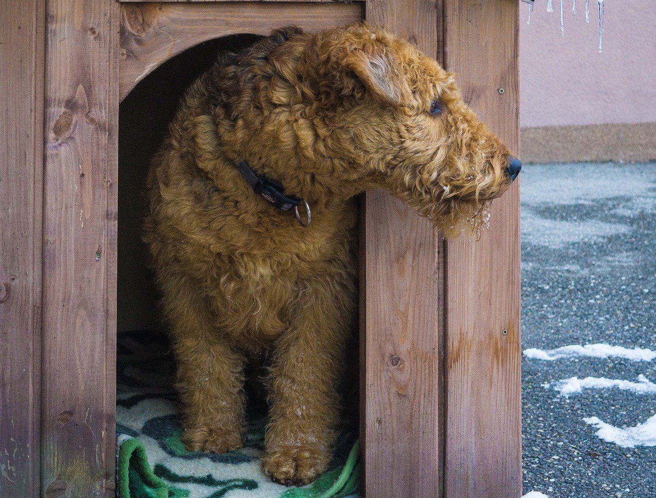 Come costruire la cuccia per il tuo cane