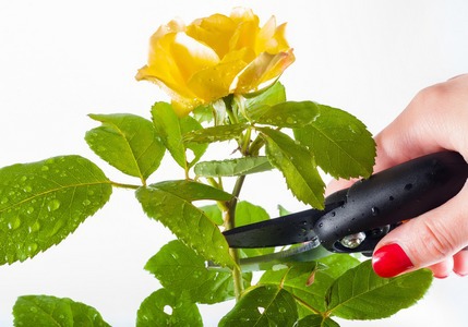 Guida: tipi di forbici da giardino
