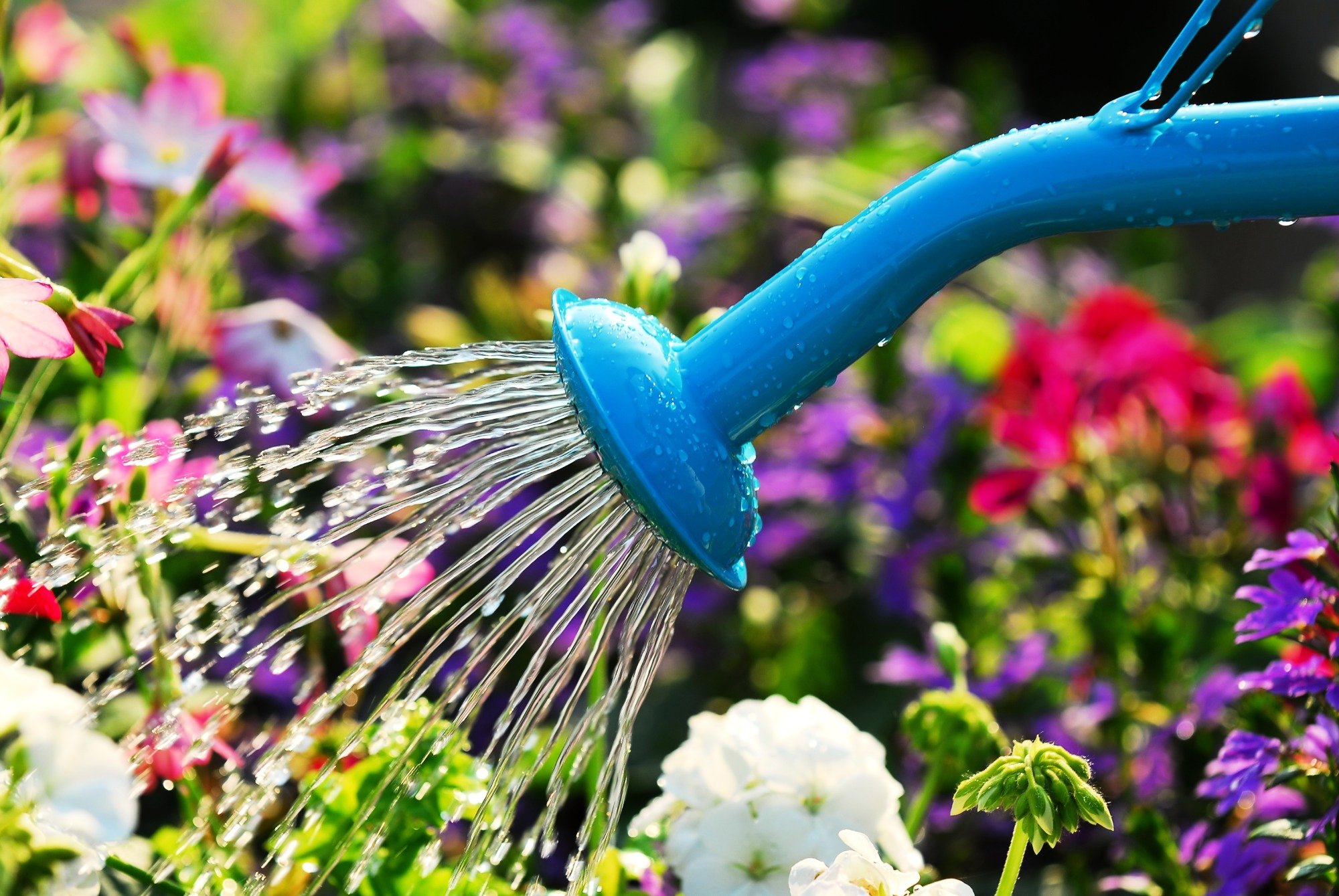 Fertilizzanti Naturali: per un pianeta più green!