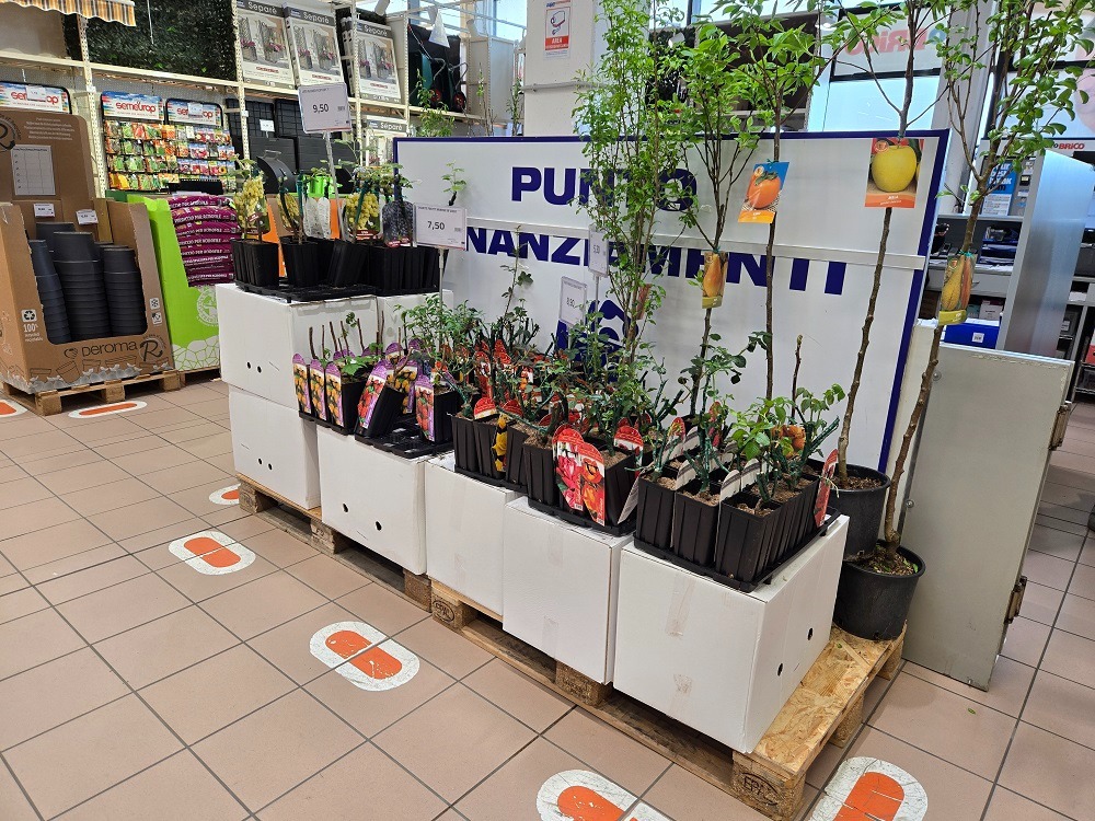 Conegliano (TV)