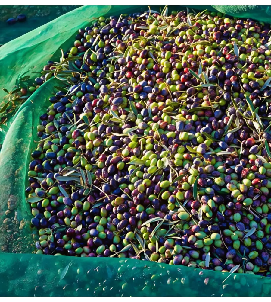 Rete olive con lati rinforzati e spacco verde 4x250 metri