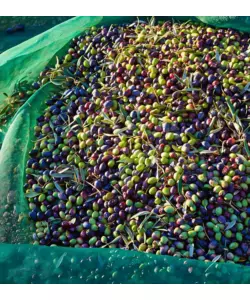 Rete olive con lati rinforzati e spacco verde 4x250 metri
