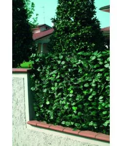 Siepe artificiale essenza in pvc con foglie lauro 2000x100 cm