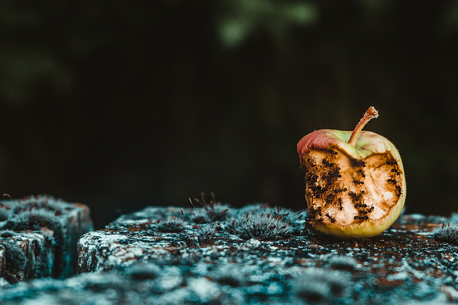 Eliminare Le Formiche 14