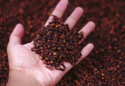 Eliminare Le Formiche 3