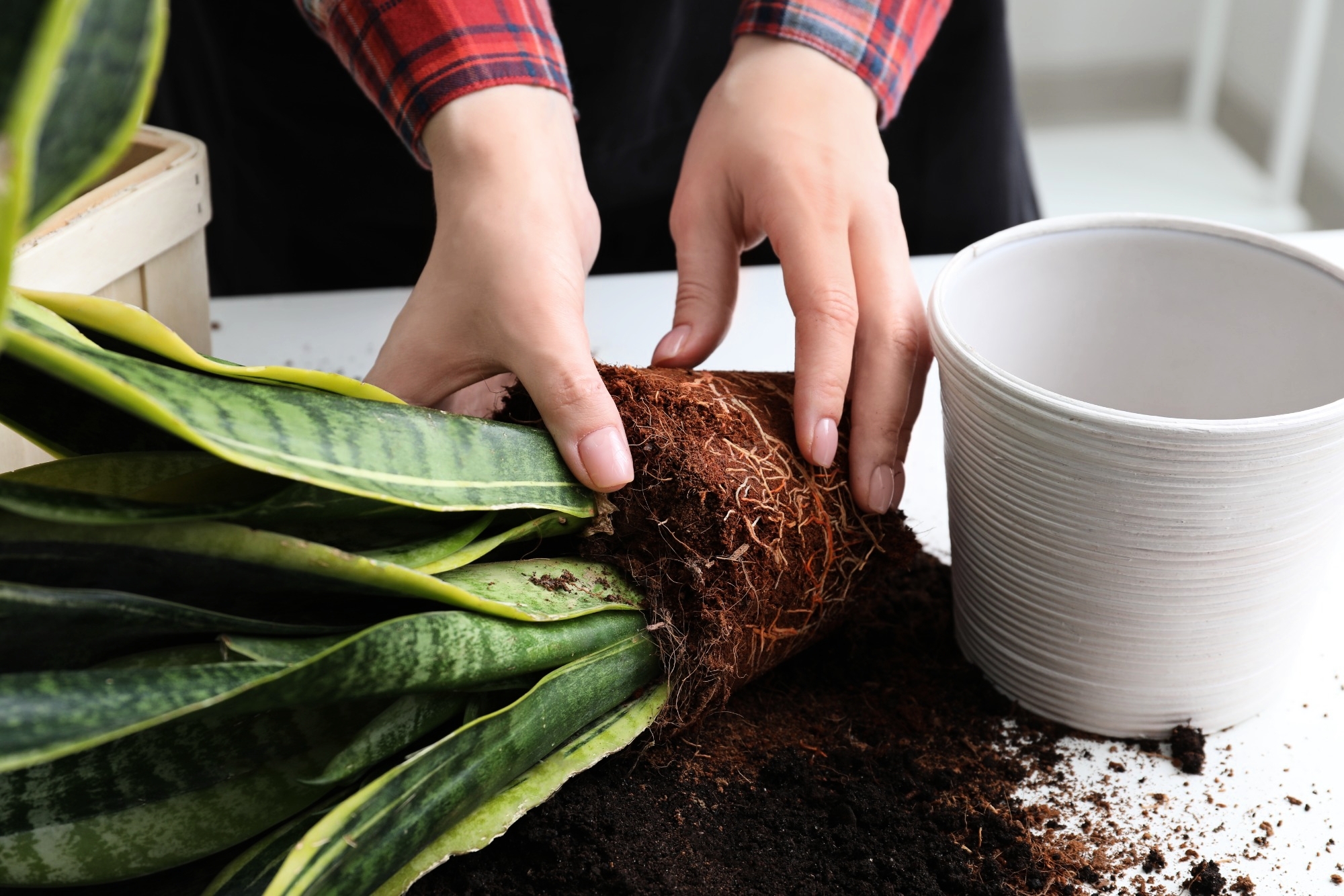 Eurobrico Blog Rinvaso Piante 1