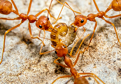 Eliminare Le Formiche 2