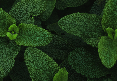 Eliminare Le Formiche 9