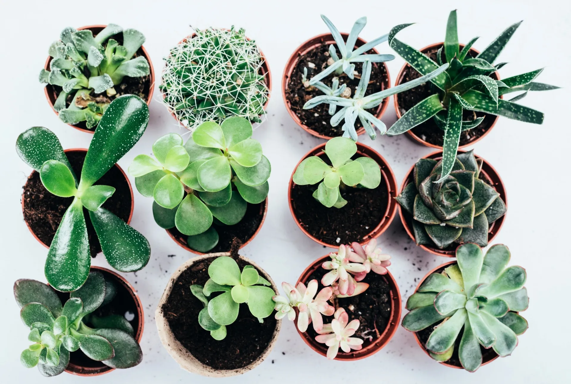 Coltivare Cactus 1
