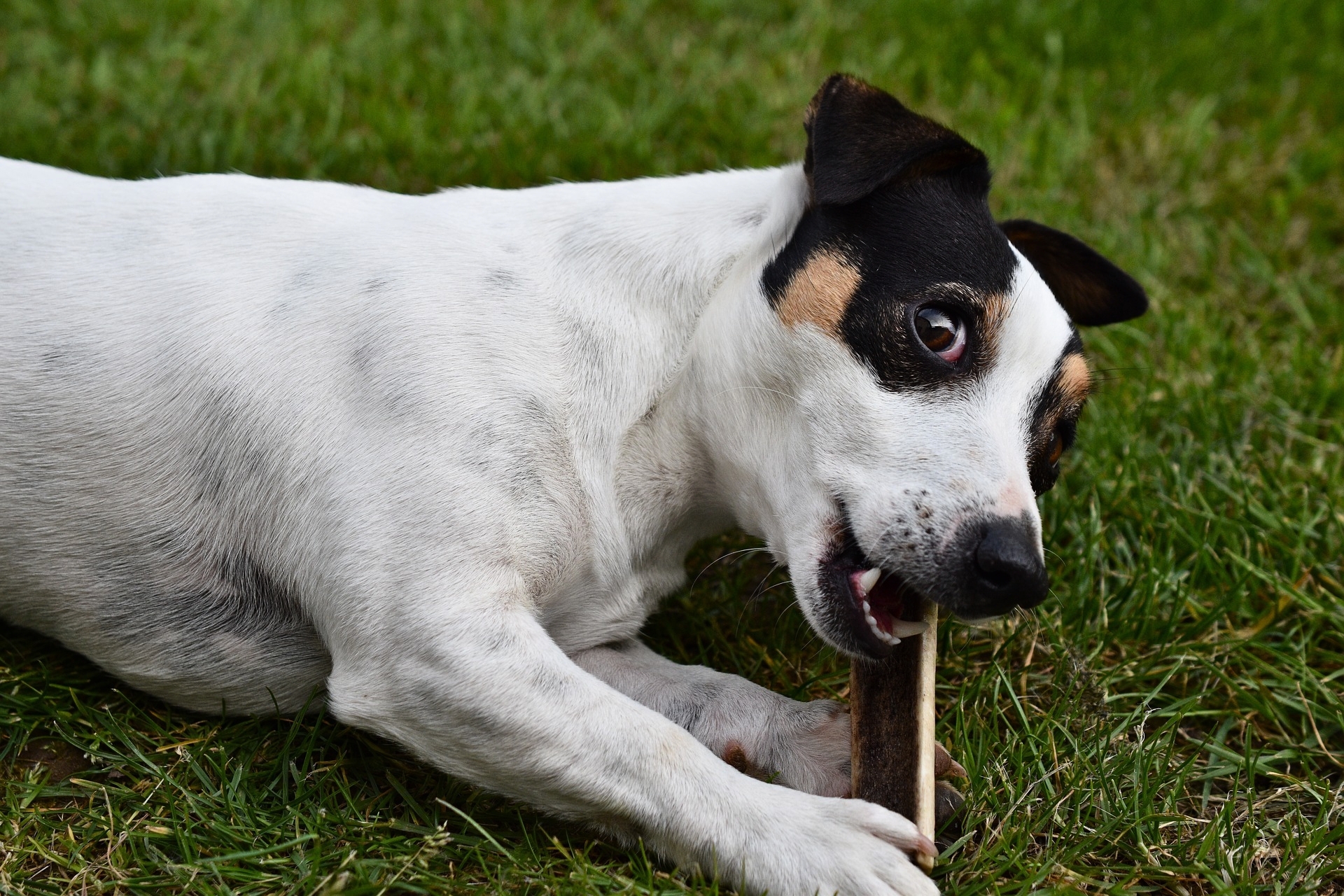 Dog 4180438 1920 10429 1