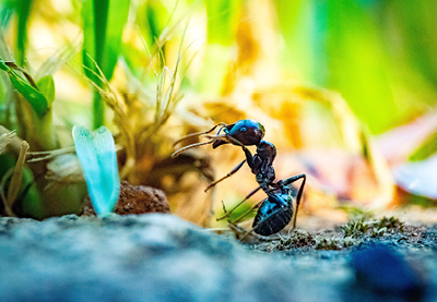 Eliminare Le Formiche 4