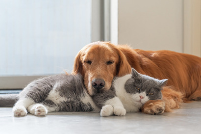 Il mondo del PET SHOP