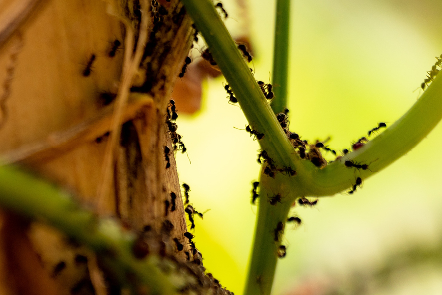 Eliminare Le Formiche 15