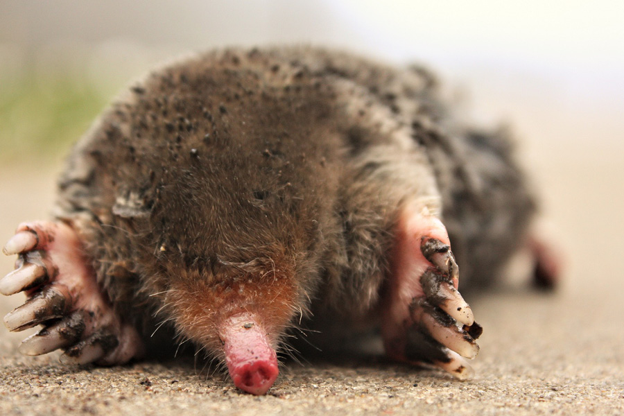 Guida Come Creare Trappola Talpe 5