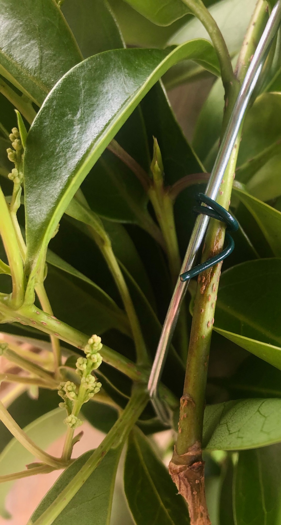 Componi La Tua Ghirlanda 9