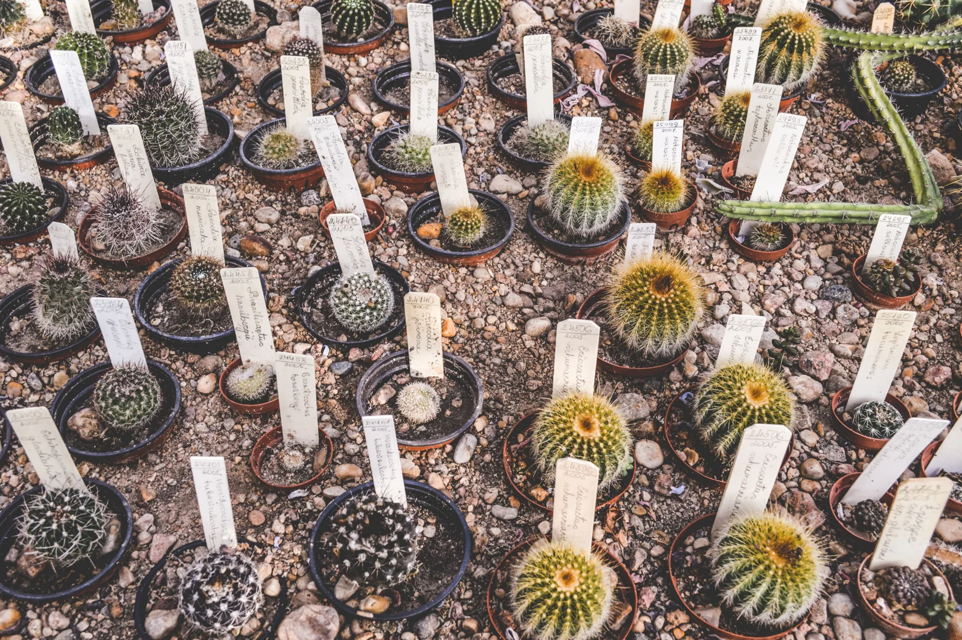 Coltivare Cactus 7