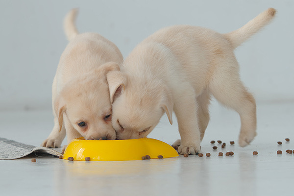 PRODOTTI PER ANIMALI