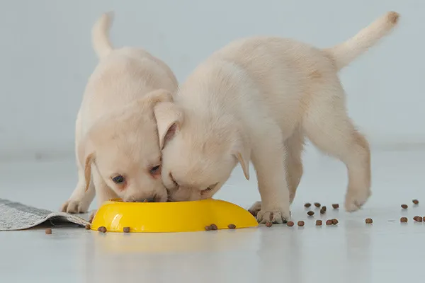 PRODOTTI PER ANIMALI