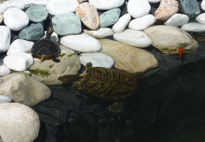 Manutenzione Laghetto Artificiale 3