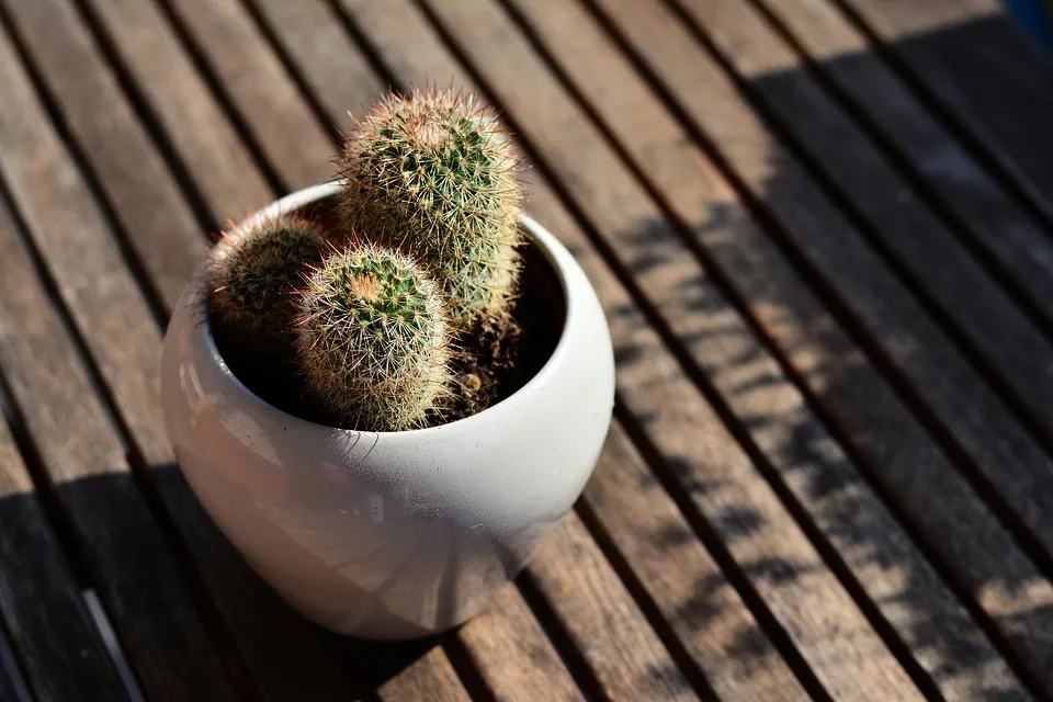 Coltivare Cactus 2