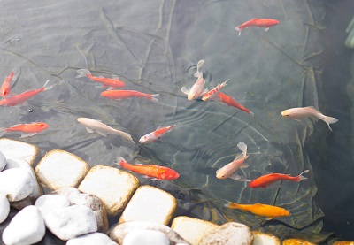 Manutenzione Laghetto Artificiale 2