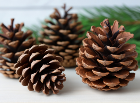 Al Di Là Del Pino Esploriamo Le Alternative Allalbero Di Natale Tradizionale