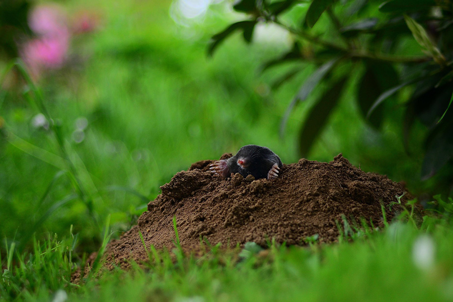 Guida Come Creare Trappola Talpe 4