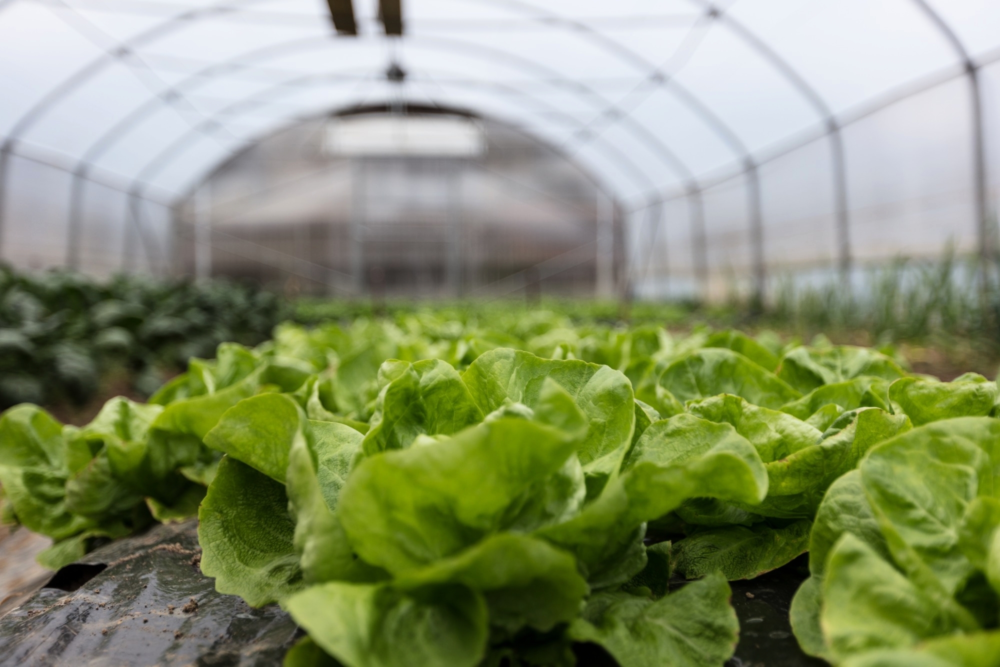 Eurobrico Blog Serra 2 10415 1