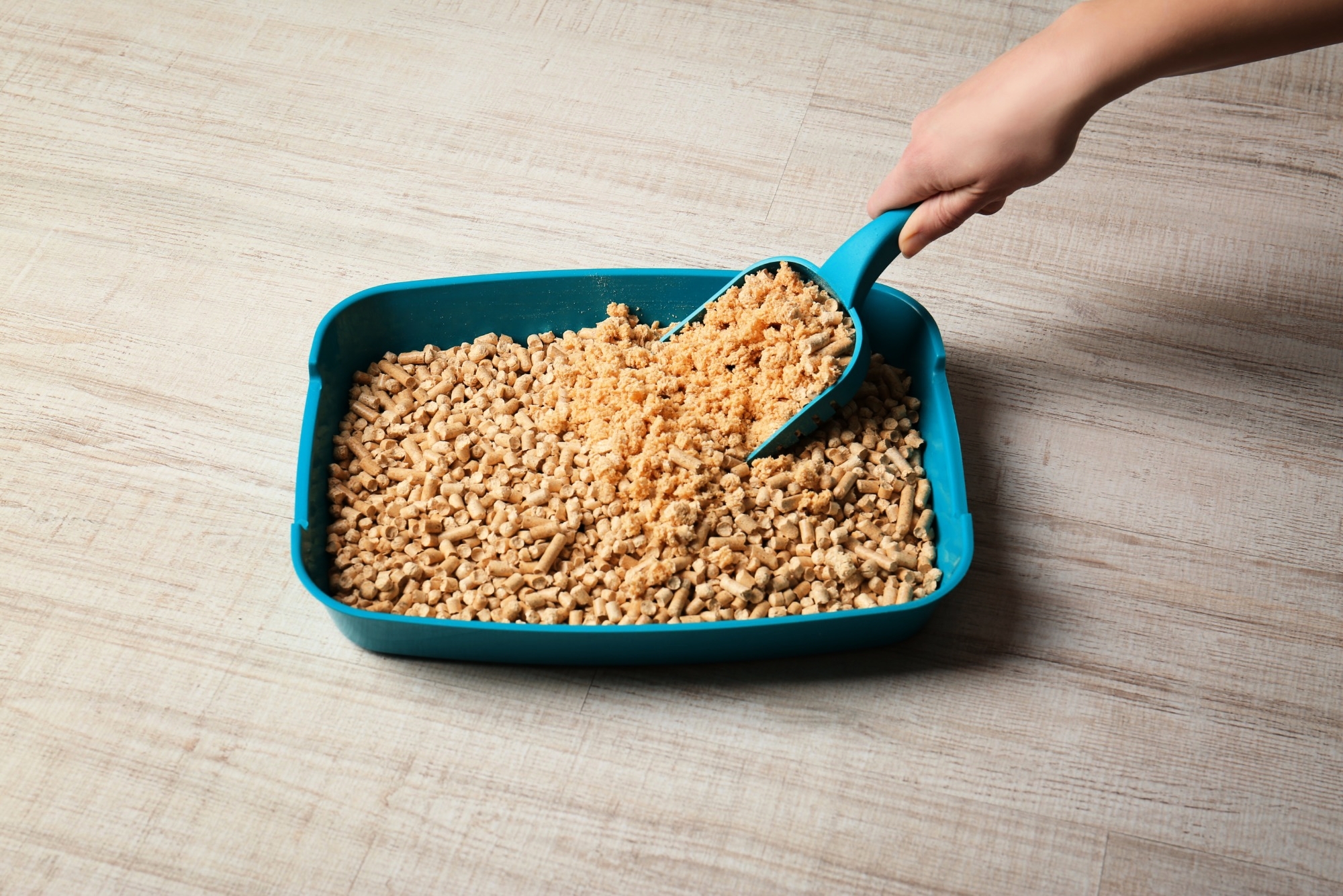 Scegli La Lettiera Giusta Eurobrico Blog Lettieragatto1 11