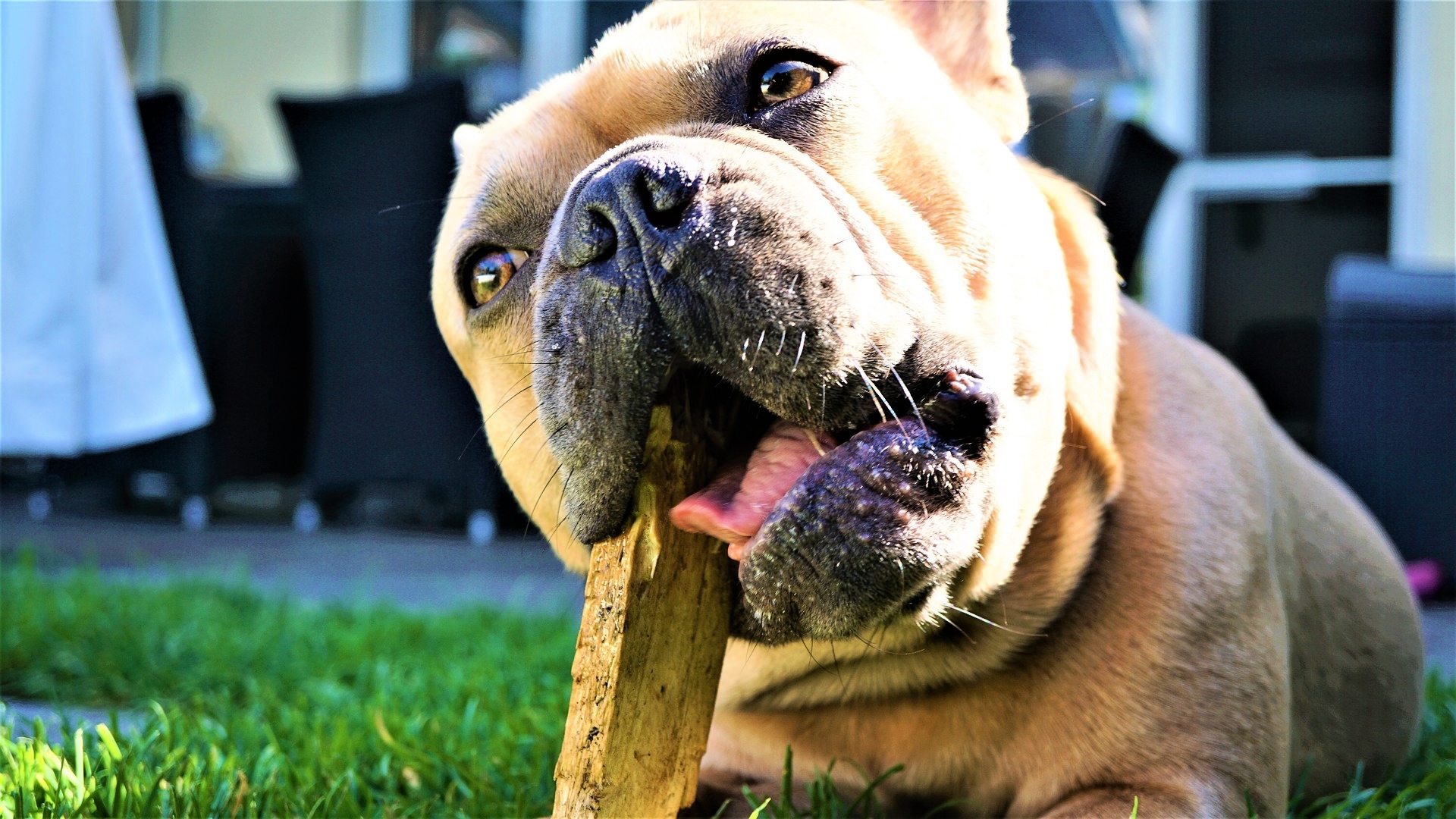 French Bulldog 4478198 1920 1042