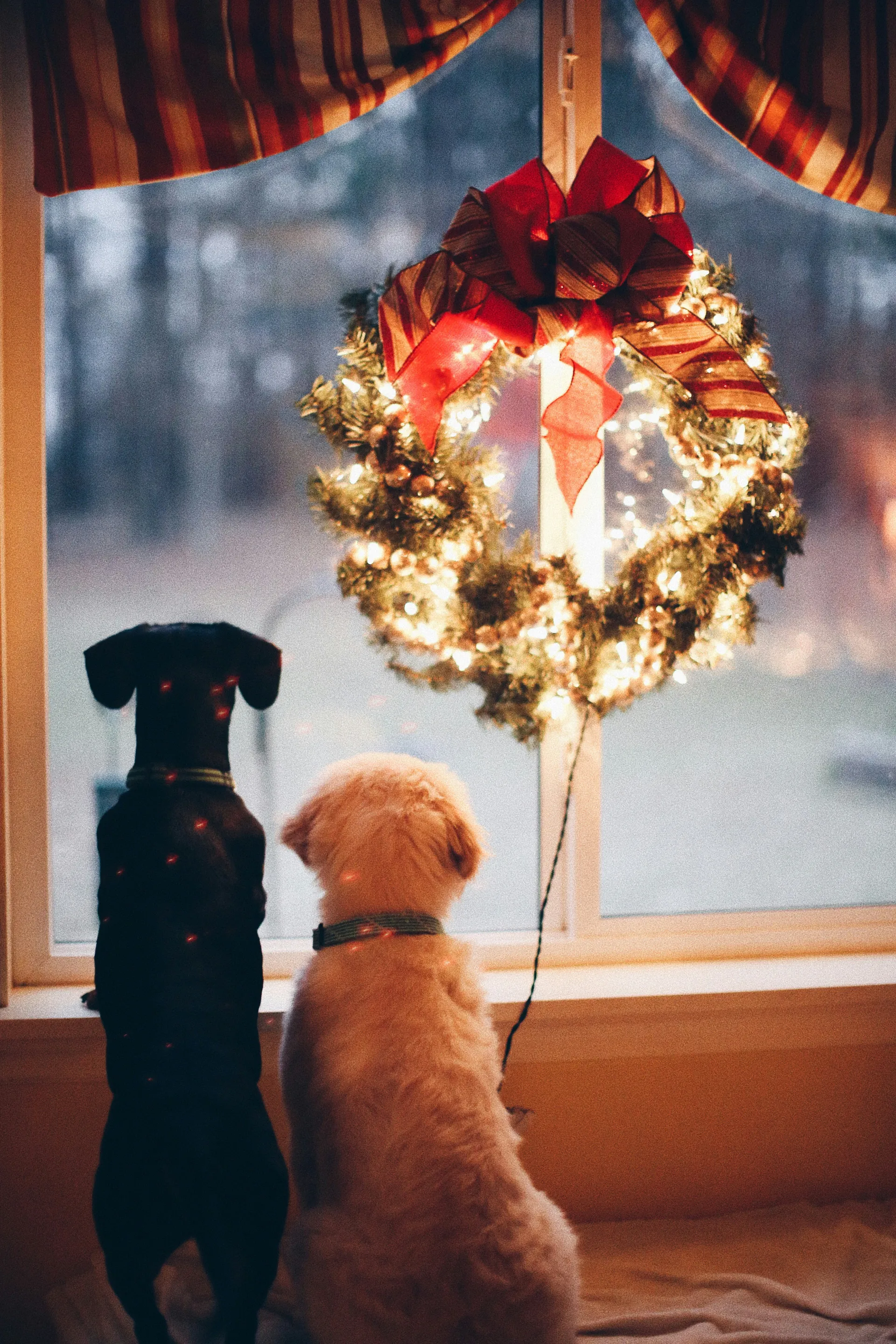 Natale In Famiglia Foto Cane 13503 1