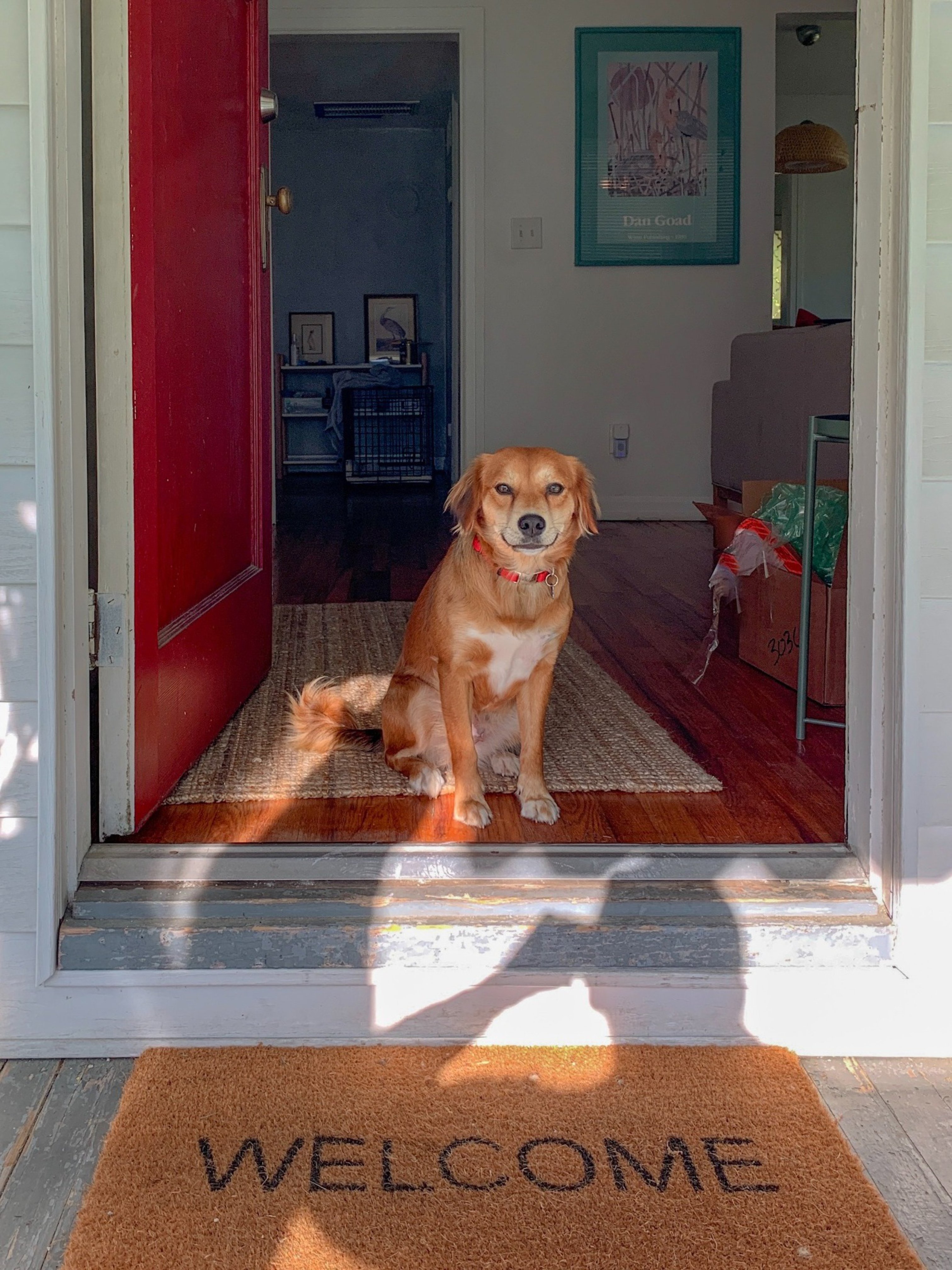 Eurobric Blog Peli Animali 3 107