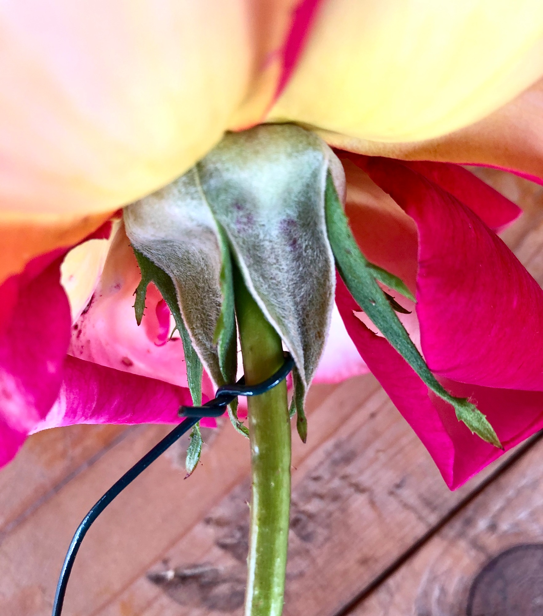 Componi La Tua Ghirlanda 3