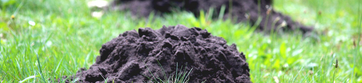 Guida Come Creare Trappola Talpe 8