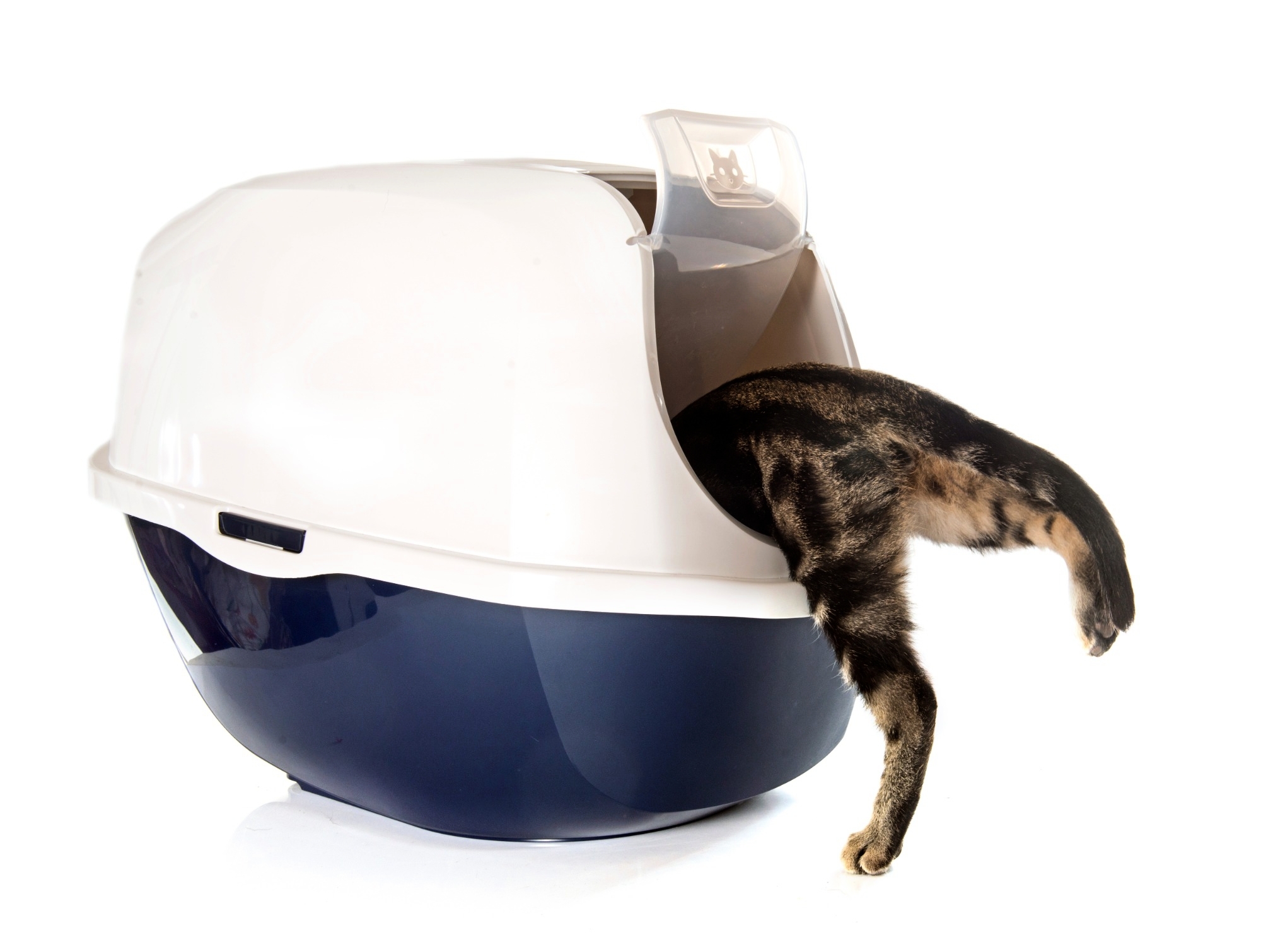 Scegli La Lettiera Giusta Eurobrico Blog Lettieragatto3 11